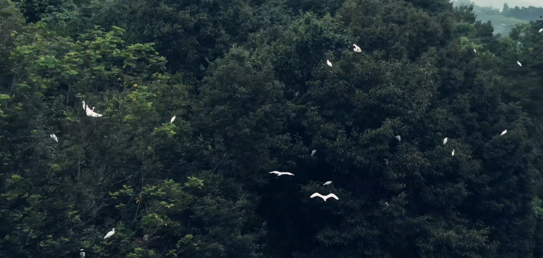 探秘城市地标丨兴隆湖：不仅仅是湖
